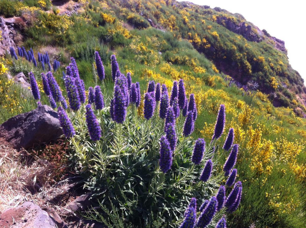 Blooming Botanic Houses Estreito Da Calheta Εξωτερικό φωτογραφία