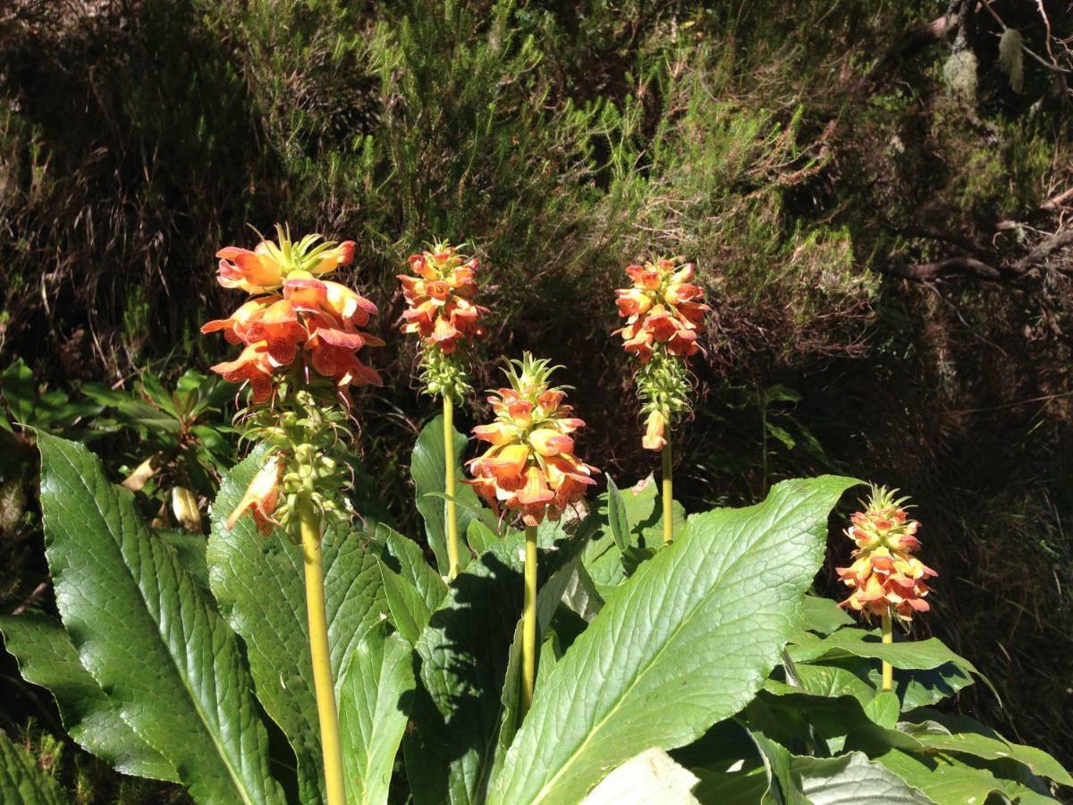 Blooming Botanic Houses Estreito Da Calheta Εξωτερικό φωτογραφία