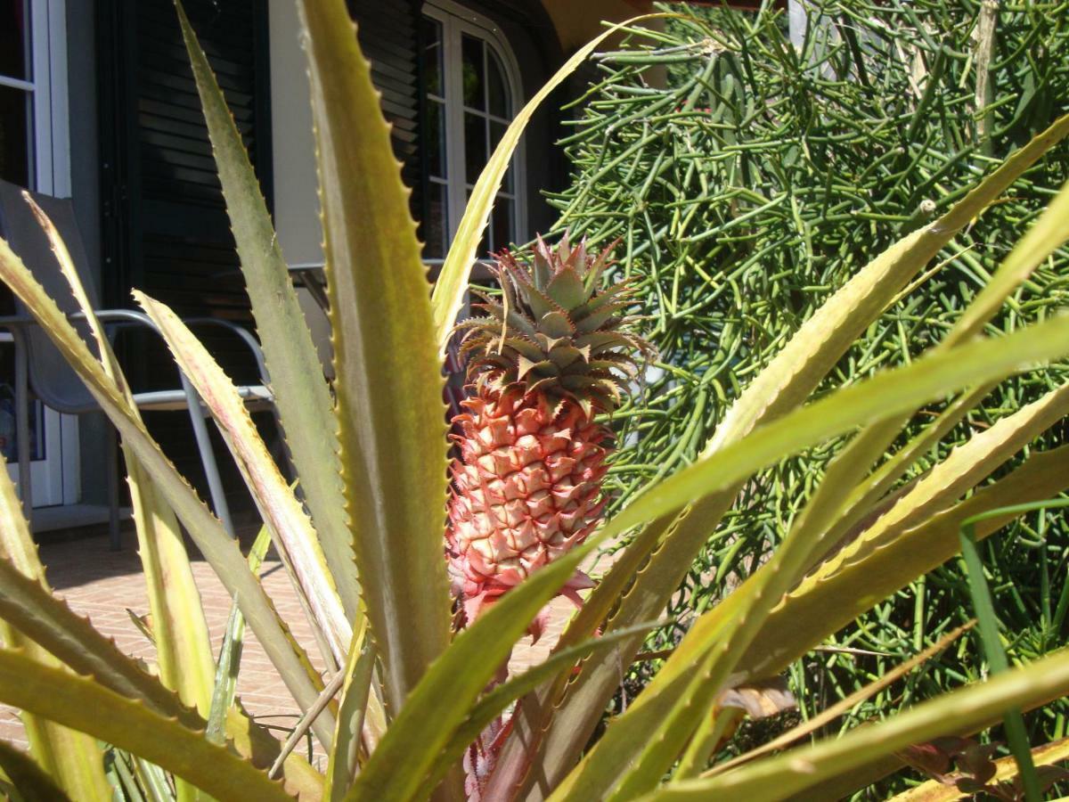 Blooming Botanic Houses Estreito Da Calheta Εξωτερικό φωτογραφία