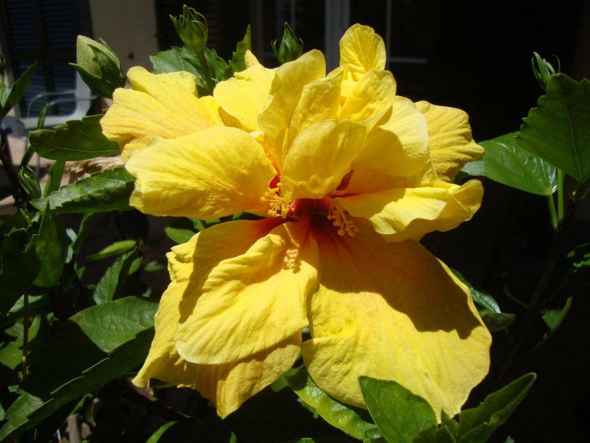Blooming Botanic Houses Estreito Da Calheta Εξωτερικό φωτογραφία