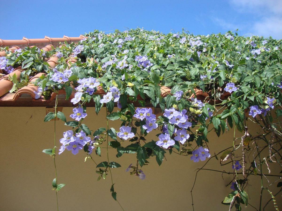 Blooming Botanic Houses Estreito Da Calheta Εξωτερικό φωτογραφία